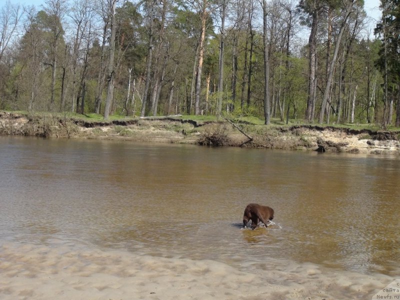 Фото: ньюфаундленд N'yufort Vivian (Ньюфорт Вивиан)