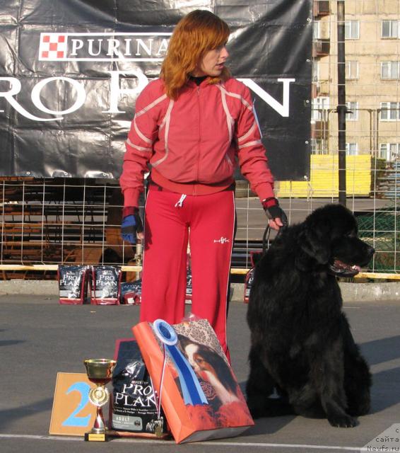 Фото: ньюфаундленд Zhasmine Severny Caprice iz Medvejyego Yara (Жасмин Северный Каприз из Медвежьего Яра)