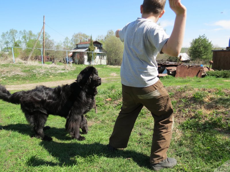 Фото: ньюфаундленд CHernyiy Balu Djons (Черный Балу Джонс)