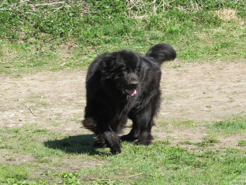 Фото: ньюфаундленд CHernyiy Balu Djons (Черный Балу Джонс)