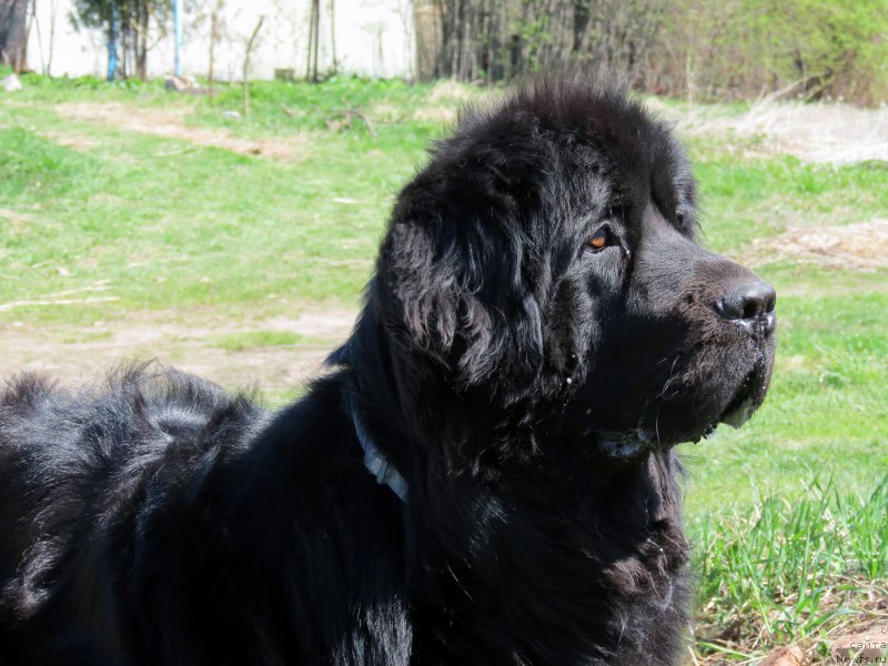 Фото: ньюфаундленд CHernyiy Balu Djons (Черный Балу Джонс)