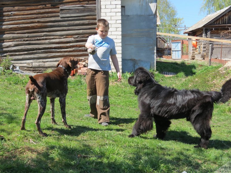 Фото: ньюфаундленд CHernyiy Balu Djons (Черный Балу Джонс)