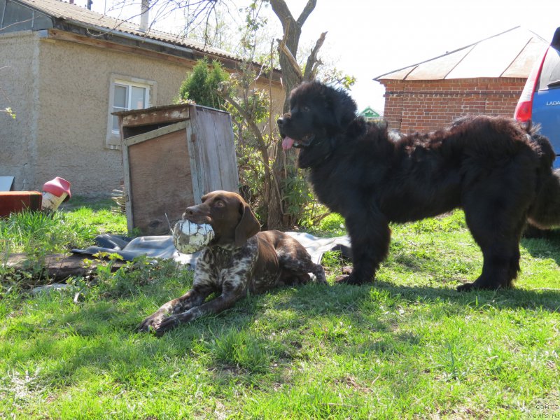 Фото: ньюфаундленд CHernyiy Balu Djons (Черный Балу Джонс)