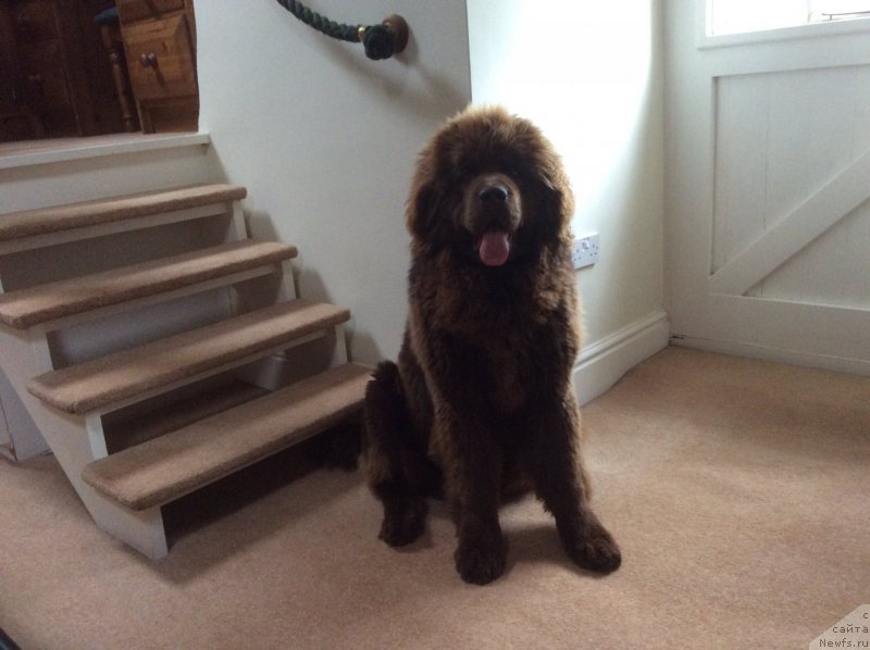 Фото: ньюфаундленд Nobl King May Lord Simba (Нобл Кинг Май Лорд Симба)