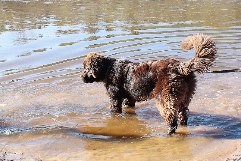 Фото: ньюфаундленд Naomi Tagoliri for Brouwnblood (Наоми Таголири фор Браунблад)