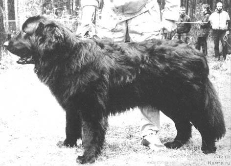 Фото: ньюфаундленд Janv'er Glasha d'Oliv'e (Жанвьер Глаша д'Оливье)