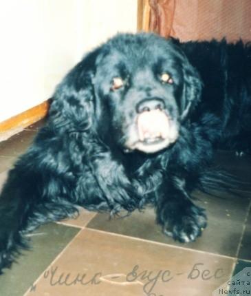 Фото: ньюфаундленд CHink Egus Bes (Чинк Егус Бес)