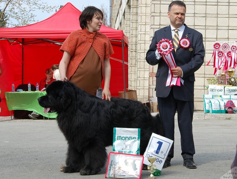 Фото: ньюфаундленд Super Premium Lya Mezon (Супер Премиум Ля Мезон)