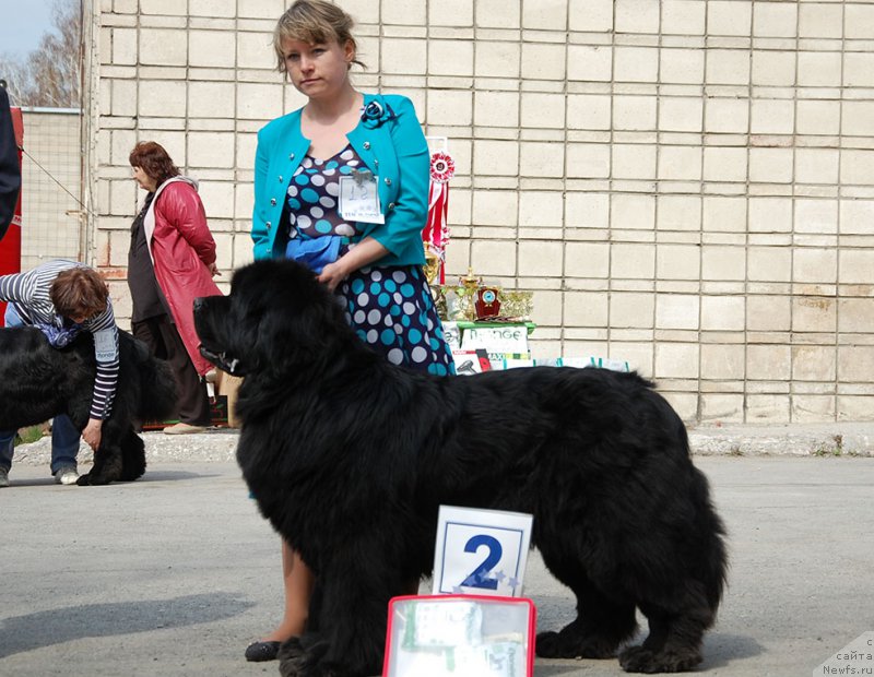 Фото: ньюфаундленд Super Premium Lillihamer (Супер Премиум Лиллихаммер)