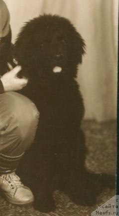 Фото: ньюфаундленд CHink Egus Bes (Чинк Егус Бес)