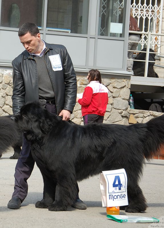 Фото: ньюфаундленд Able To Win Dinastiya Soverchenstva (Айбл Ту Вин Династия Совершенства)