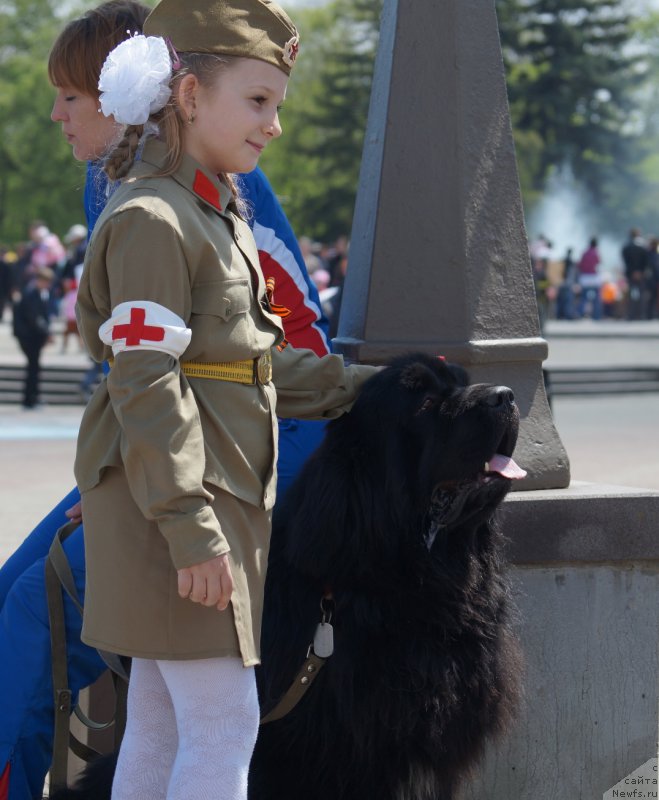 Фото: ньюфаундленд Charuyuschiy Chezario (Чарующий Чезарио)