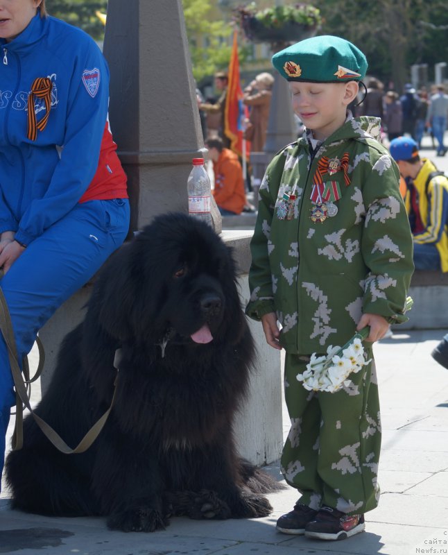 Фото: ньюфаундленд Charuyuschiy Chezario (Чарующий Чезарио)