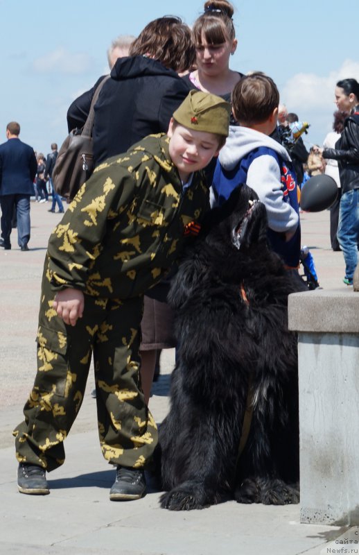 Фото: ньюфаундленд Charuyuschiy Chezario (Чарующий Чезарио)