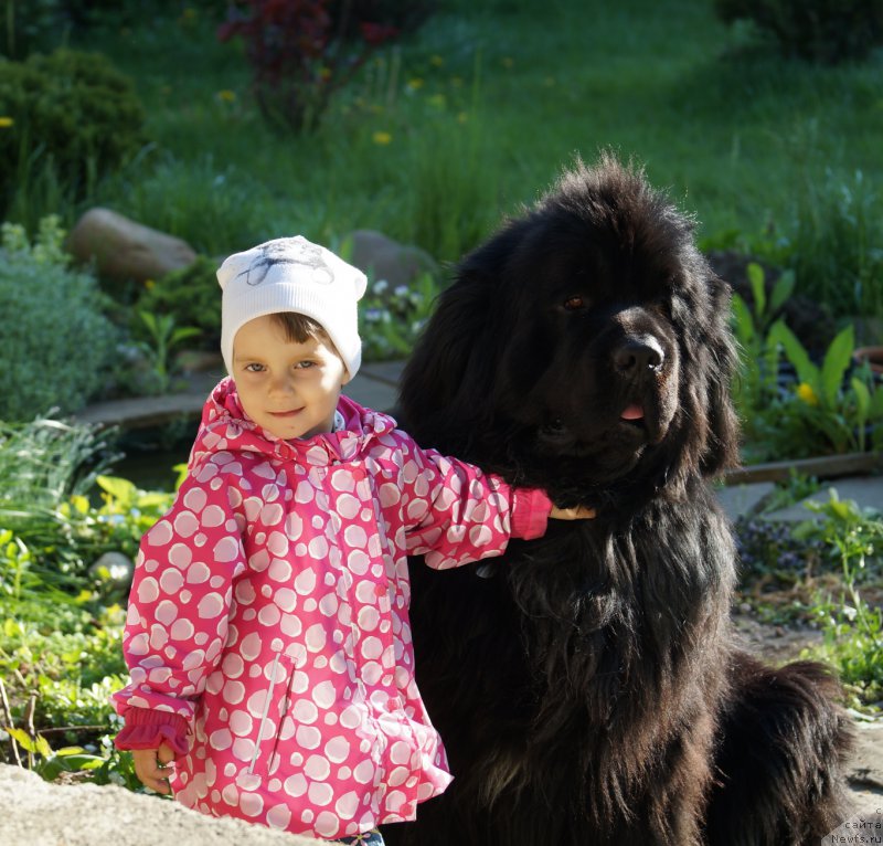 Фото: ньюфаундленд Charuyuschiy Chezario (Чарующий Чезарио)