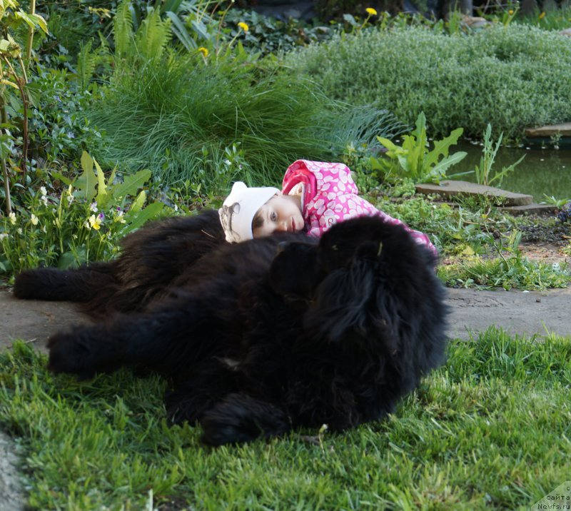 Фото: ньюфаундленд Charuyuschiy Chezario (Чарующий Чезарио)