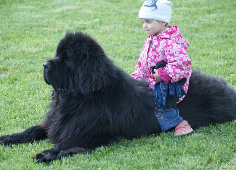 Фото: ньюфаундленд Charuyuschiy Chezario (Чарующий Чезарио)