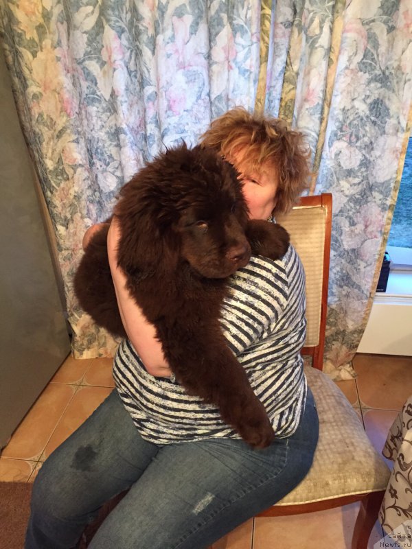 Фото: ньюфаундленд N'yufort Vasabi (Ньюфорт Васаби), Elena SHigal' (Елена Шигаль)