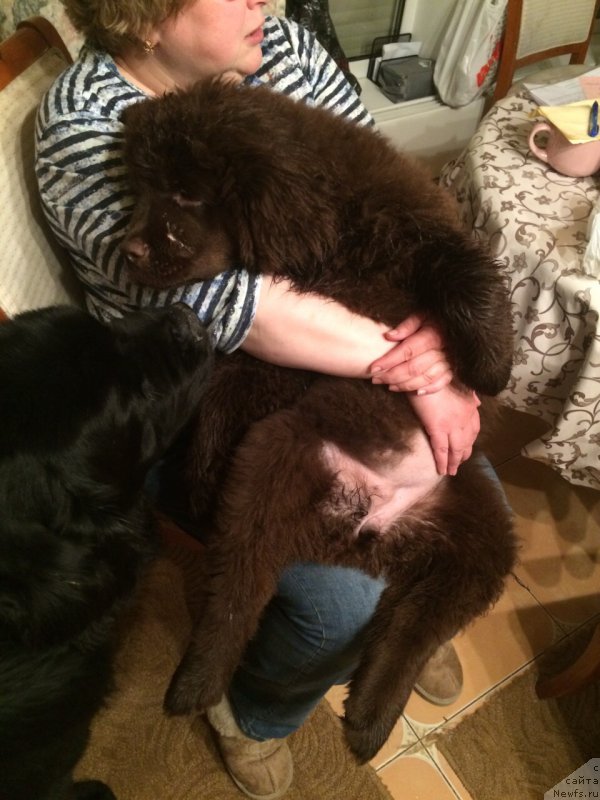 Фото: ньюфаундленд Bonni Flayt (Бонни Флайт), Elena SHigal' (Елена Шигаль)