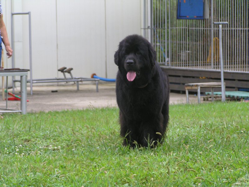 Фото: ньюфаундленд Interio Souri iz Medvejyego Yara (Интерио Соури из Медвежьего Яра)