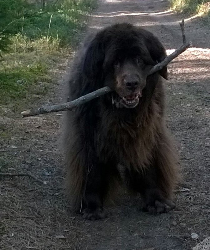 Фото: ньюфаундленд Sandra