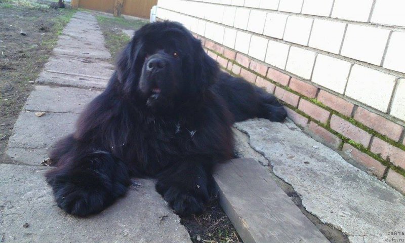 Фото: ньюфаундленд N'yufort SHum Priboya (Ньюфорт Шум Прибоя)