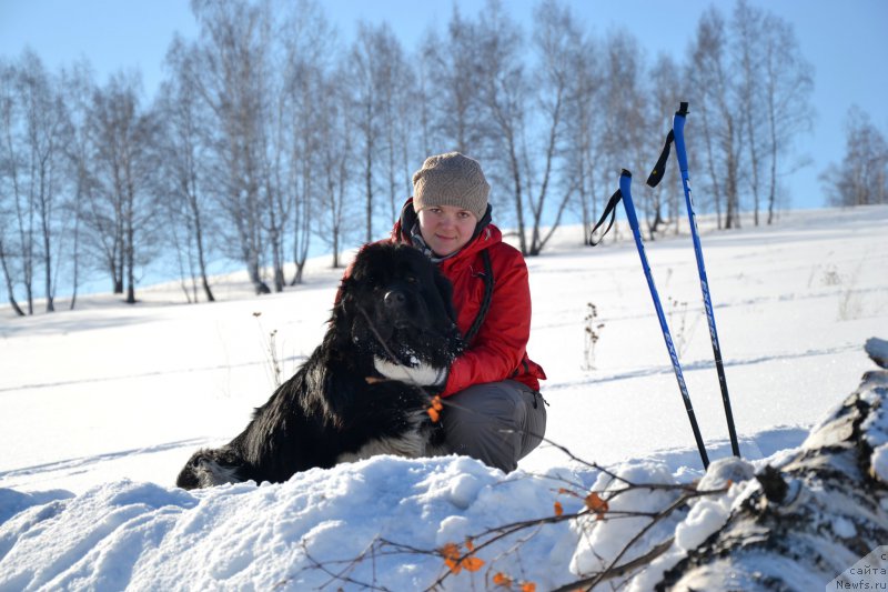 Фото: ньюфаундленд Fiamettahauz Princess B'yuti (Фиаметтахауз Принцесс Бьюти)