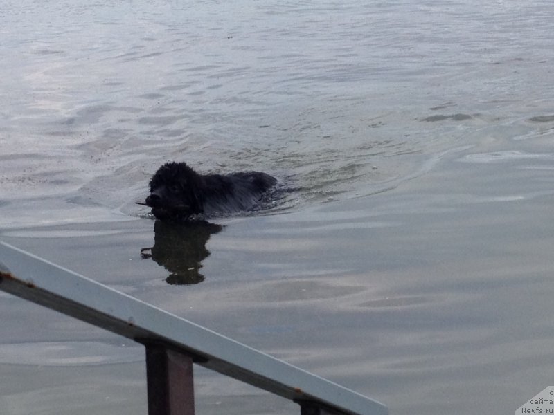 Фото: ньюфаундленд Basnja s Berega Dona (Басня с Берега Дона)