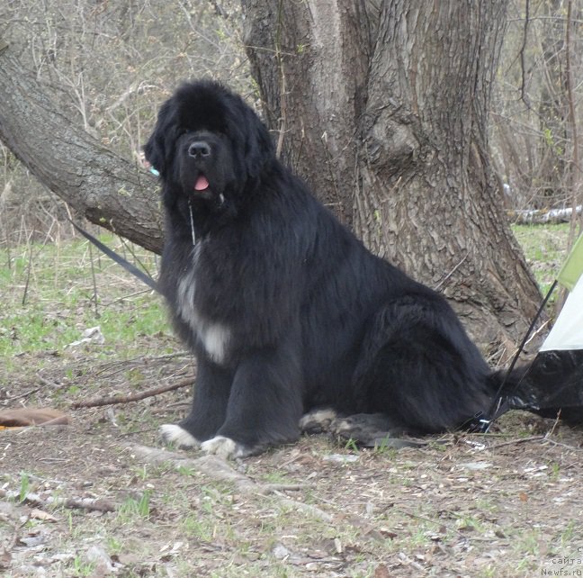 Фото: ньюфаундленд Promise To Love Midnight Bear (Promise To Love Midnight Bear)