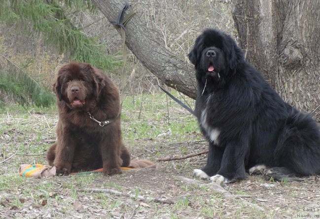 Фото: ньюфаундленд N'yufort YUnika (Ньюфорт Юника), ньюфаундленд Promise To Love Midnight Bear (Promise To Love Midnight Bear)