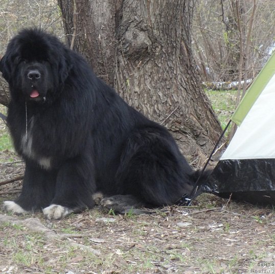 Фото: ньюфаундленд Promise To Love Midnight Bear (Promise To Love Midnight Bear)