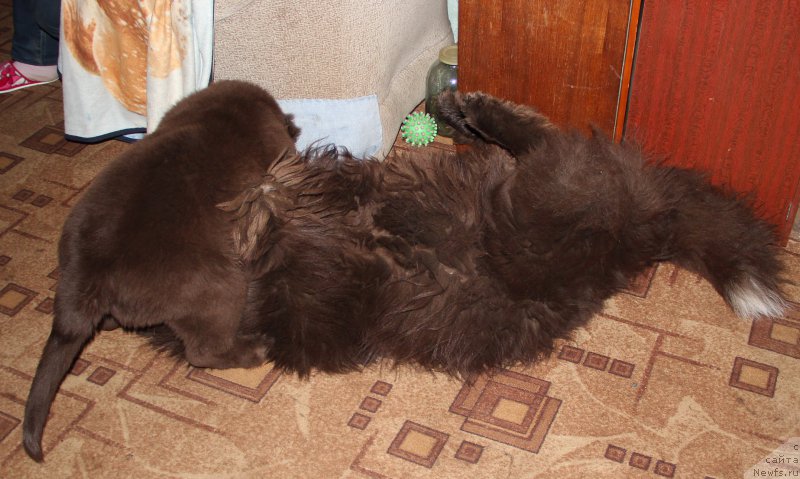 Фотография № 181165