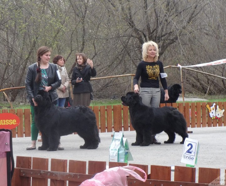 Фото: ньюфаундленд N'yufort Carica Nochi (Ньюфорт Царица Ночи), Элберт Звездная от Сибирского Медведя