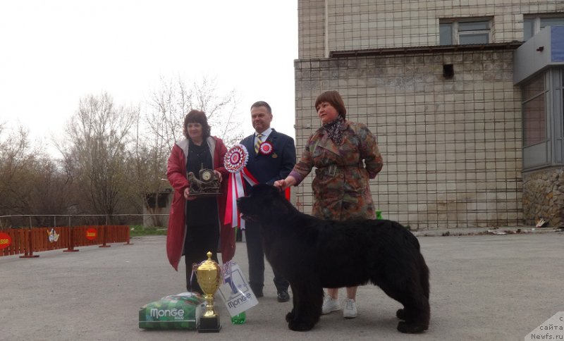 Фото: ньюфаундленд Aquatoriya Kelvin Fifa (Акватория Келвин Фифа), Tat'yana Abutova (Татьяна Абутова)