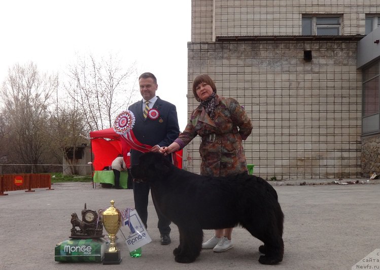 Фото: ньюфаундленд Aquatoriya Kelvin Fifa (Акватория Келвин Фифа), Tat'yana Abutova (Татьяна Абутова)