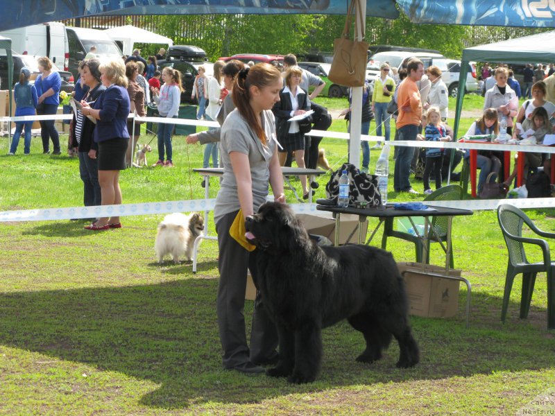 Фото: ньюфаундленд Chernyj Chank s Berega Dona (Черный Чанк с Берега Дона)