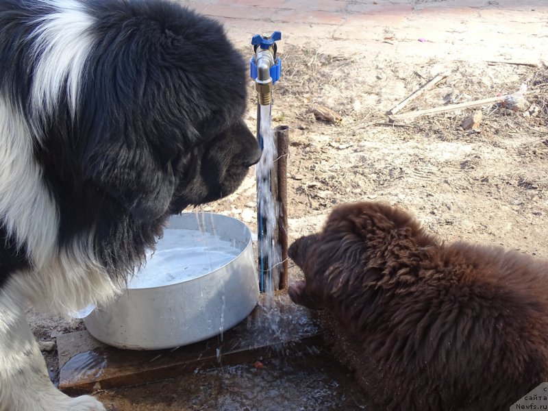 Фото: ньюфаундленд N'yufort Vivian (Ньюфорт Вивиан), ньюфаундленд CHernyiy SHarm Vellington (Черный Шарм Веллингтон)