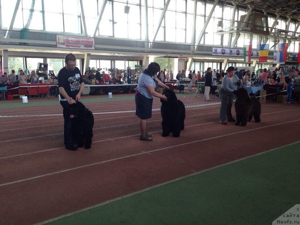 Фото: Anton Pechorin (Антон Печорин), ньюфаундленд Begushaya po Volnam Choice of Fibonacci (Бегущая по Волнам Чойс оф Фибоначчи)