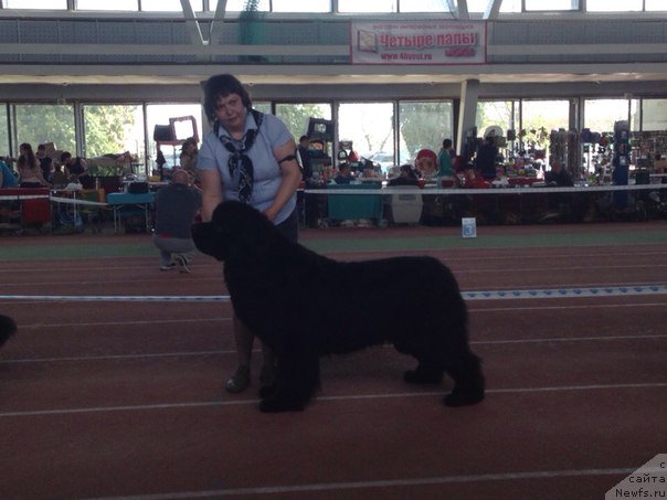 Фото: ньюфаундленд Aquatoriya Kelvin Ultimatum (Акватория Келвин Ультиматум)