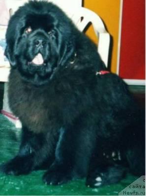 Фото: ньюфаундленд Jan Val'jan iz Medvej'ego YAra (Жан Вальжан из Медвежьего Яра)