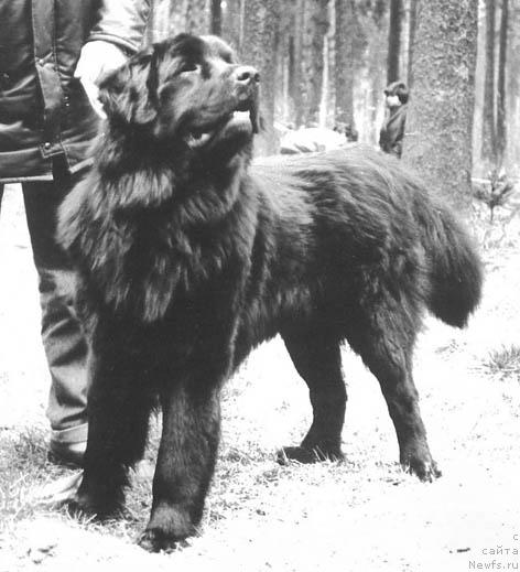 Фото: ньюфаундленд SHari Ker d'Oliv'e (Шари Кер д'Оливье)