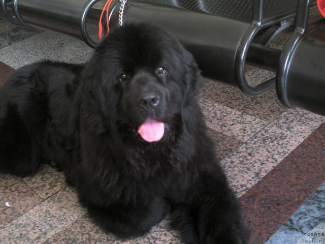 Фото: ньюфаундленд CHarovnica Sibiri ot Marleon Dusvik (Чаровница Сибири от Марлеон Дусвик)