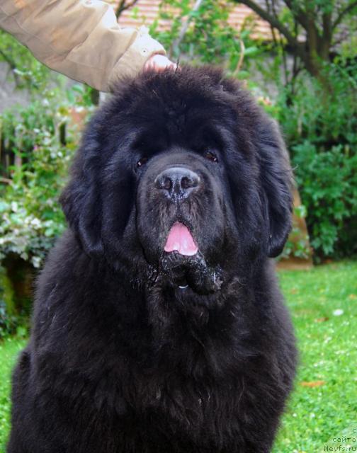 Фото: ньюфаундленд Poison or Honey King of Helluland