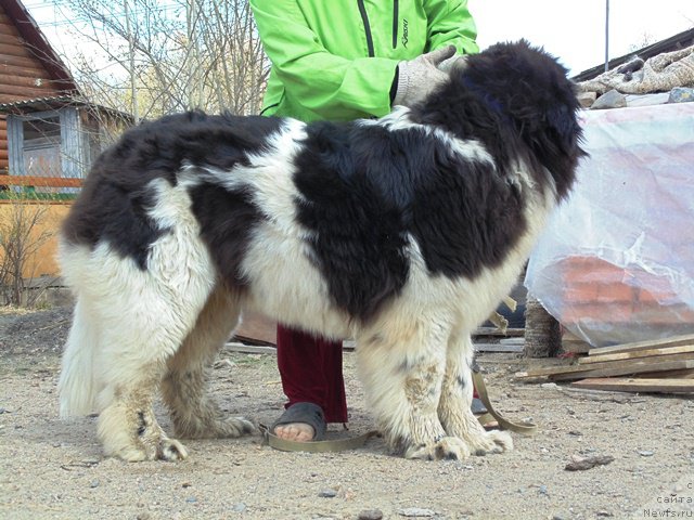 Фото: ньюфаундленд Super Bizon Melodiya (Супер Бизон Мелодия)