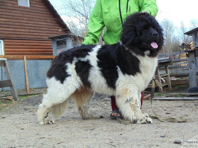 Фото: ньюфаундленд Super Bizon Melodiya (Супер Бизон Мелодия)