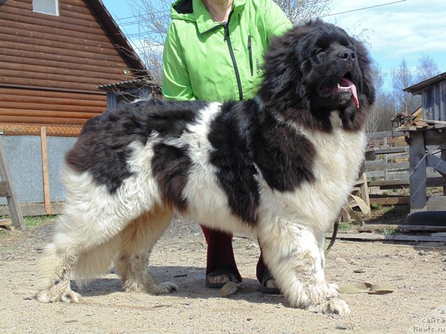 Фото: ньюфаундленд Super Bizon Melodiya (Супер Бизон Мелодия)