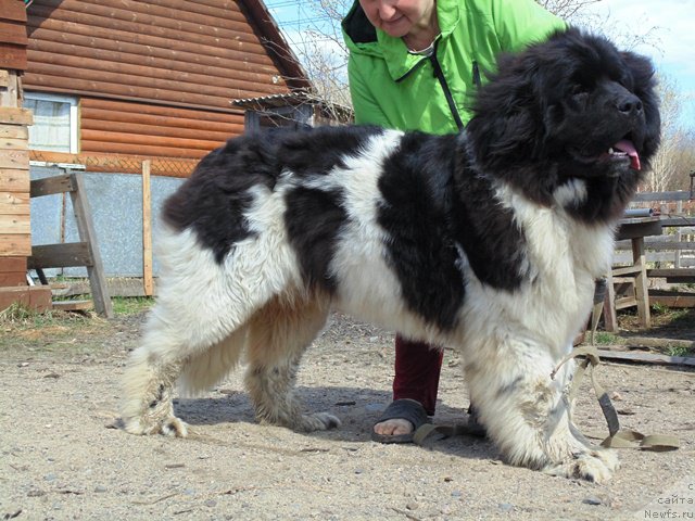 Фото: ньюфаундленд Super Bizon Melodiya (Супер Бизон Мелодия)