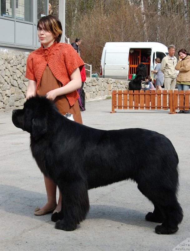 Фото: ньюфаундленд Midnight Lady's Morning Glory
