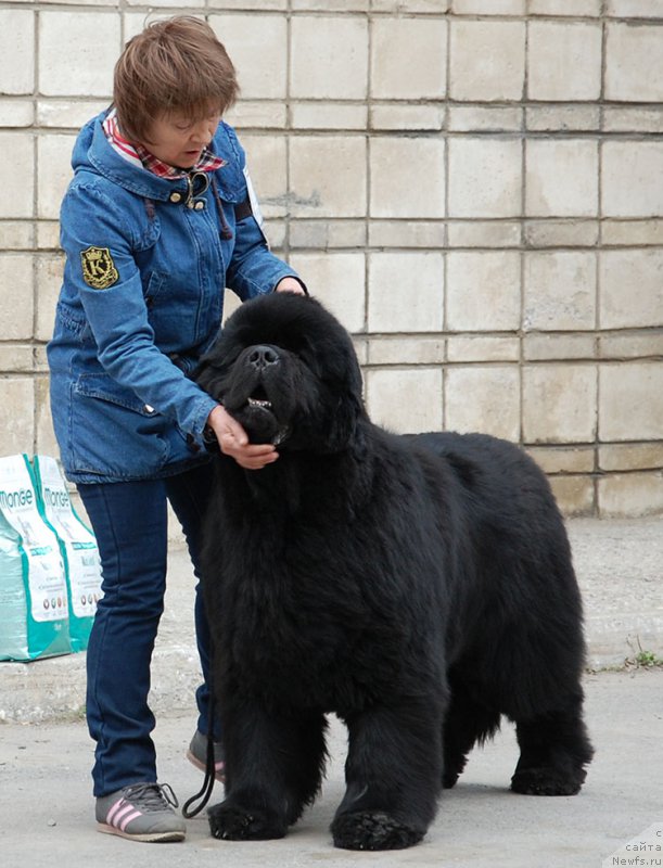 Фото: ньюфаундленд S'Nezhnaya Vjuga Alyaniko del Vulture (С'Нежная Вьюга Альянико Дель Вультуре)