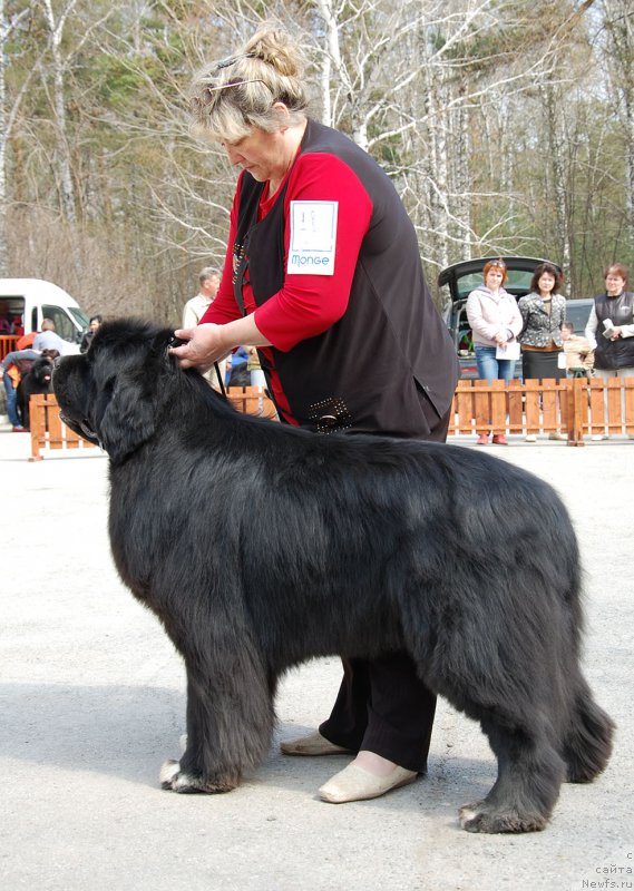 Фото: ньюфаундленд Promise To Love Midnight Bear (Promise To Love Midnight Bear)